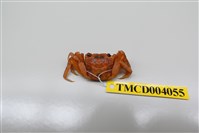 藏品(角額仿相手蟹)的圖片